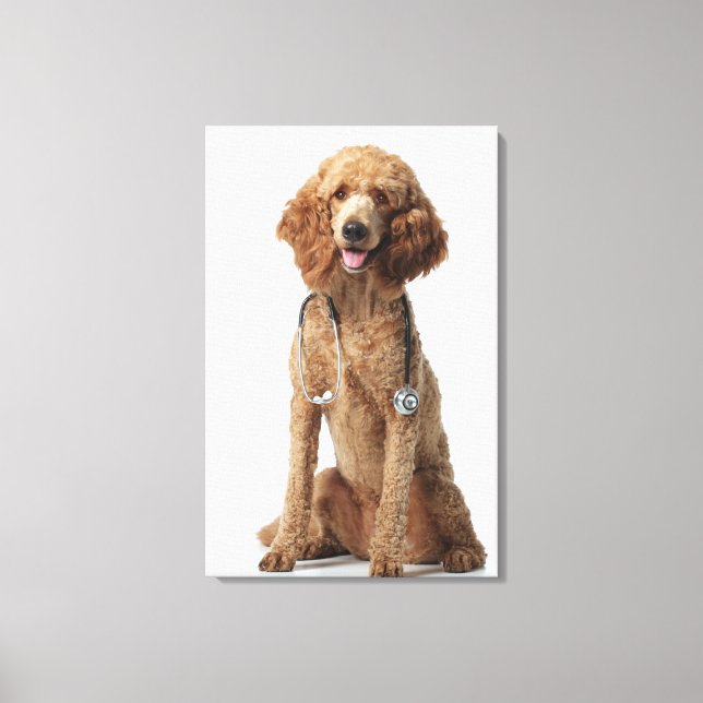 Golden Poodle Dog wearing a stethoscope Canvas Print (Front)