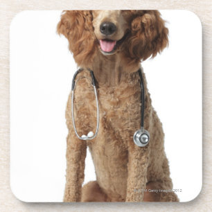 Golden Poodle Dog wearing a stethoscope Coaster