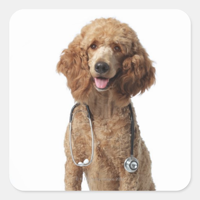 Golden Poodle Dog wearing a stethoscope Square Sticker (Front)