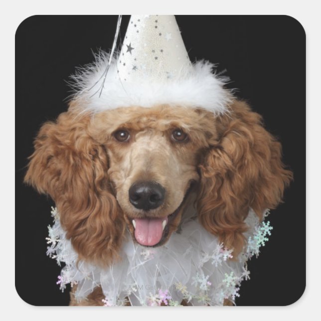 Golden Poodle Dog wearing a white clown costume Square Sticker (Front)