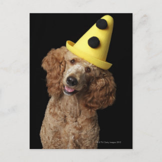 Golden Poodle Dog wearing a yellow clown hat Postcard