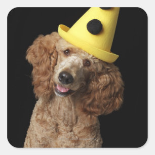 Golden Poodle Dog wearing a yellow clown hat Square Sticker