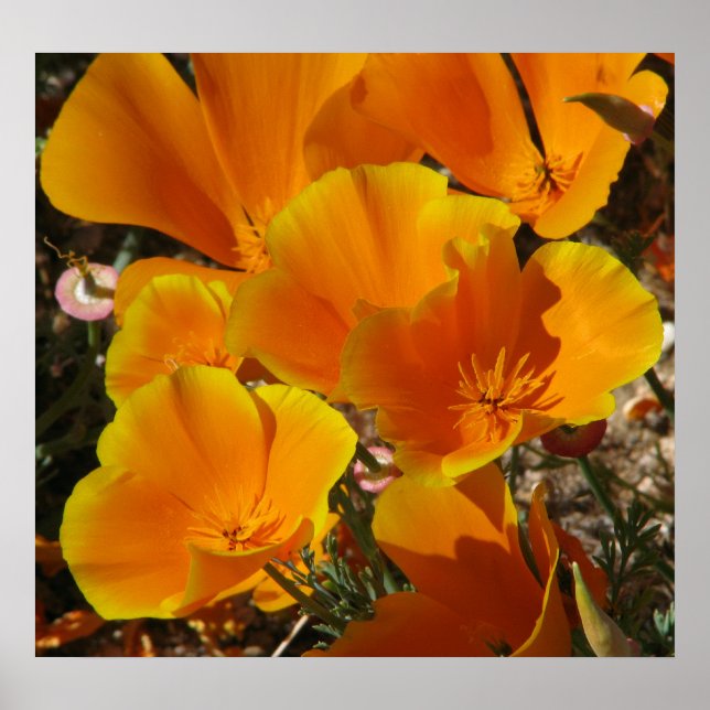Golden Poppies Poster (Front)
