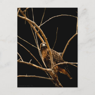 Golden Postcard