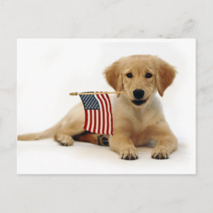 Golden Puppy and American Flag Postcard