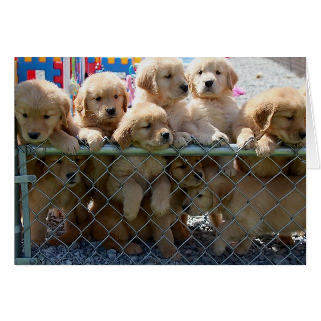Golden Pups (Front Horizontal)