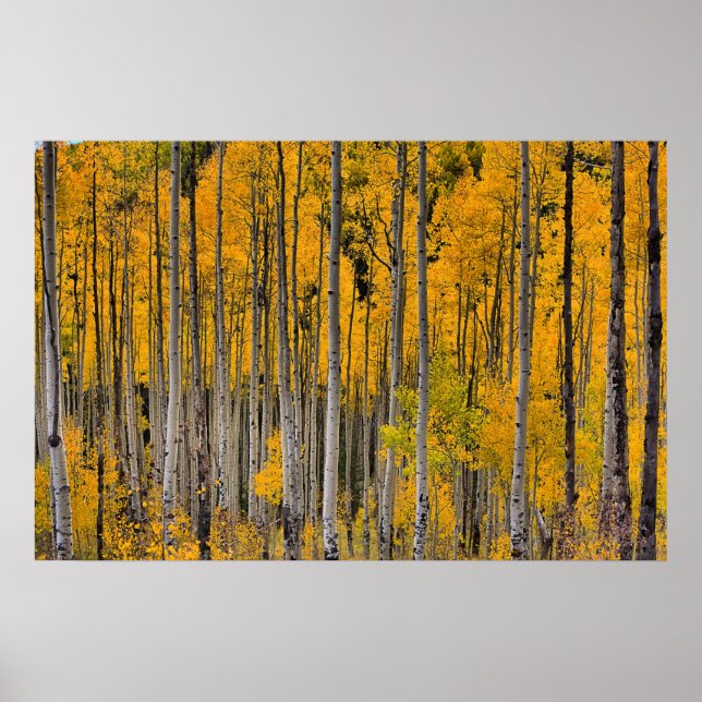 Golden Quakies, Colorado Poster (Front)