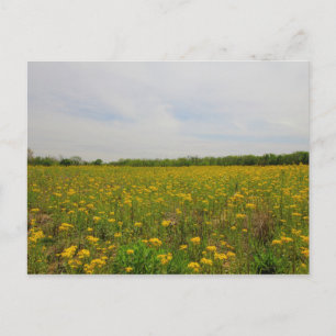 Golden Ragwort, Ohio Postcard