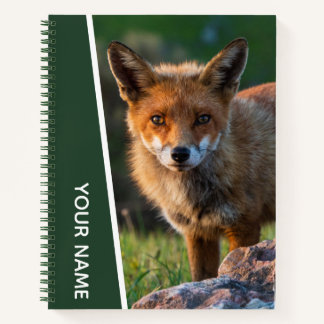 Golden Red Fox Closeup Photo, Australia, Green Notebook