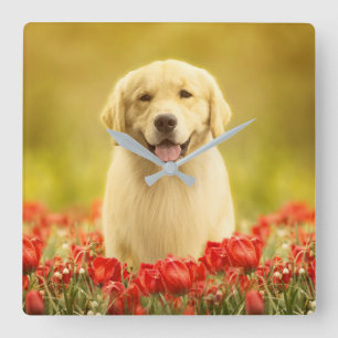 Golden Retirever in Red Flowers Square Wall Clock