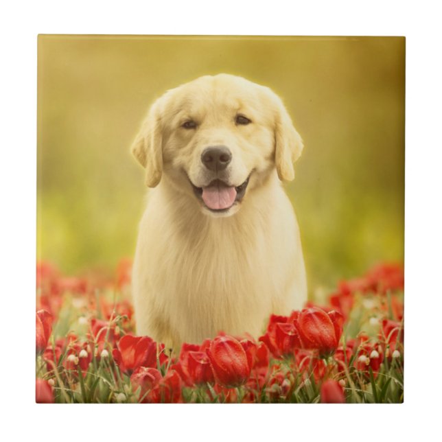 Golden Retirever in Red Flowers Tile (Front)