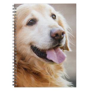 Golden retiver, Dog, Happy dog Notebook