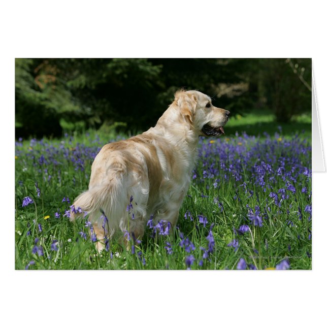 Golden Retreiver in Flowers (Front Horizontal)