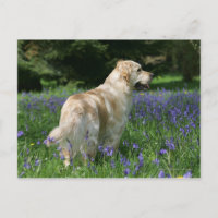 Golden Retreiver in Flowers