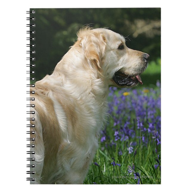 Golden Retreiver in Flowers Spiral Notebook (Front)