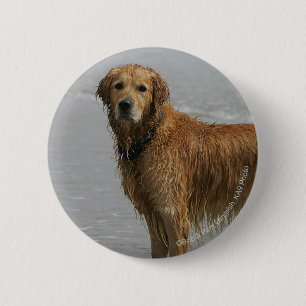 Golden Retreiver in the Sea 6 Cm Round Badge