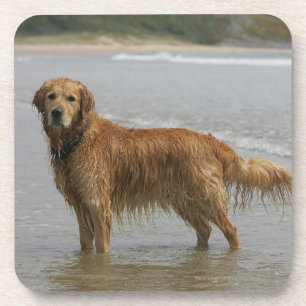 Golden Retreiver in the Sea Coaster