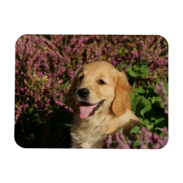 Golden Retreiver Puppy Magnet (Horizontal)