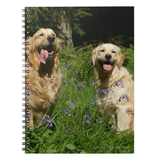 Golden Retreivers in Grass Spiral Notebook (Front)