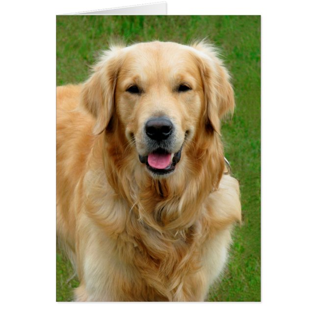 Golden Retriever (Front)