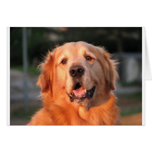 Golden Retriever (Front Horizontal)