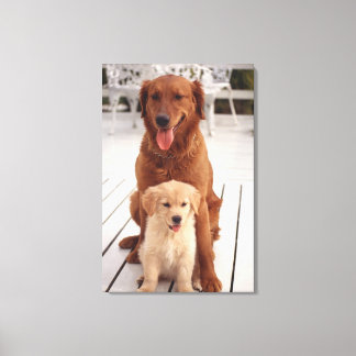 Golden Retriever 3 Canvas Print