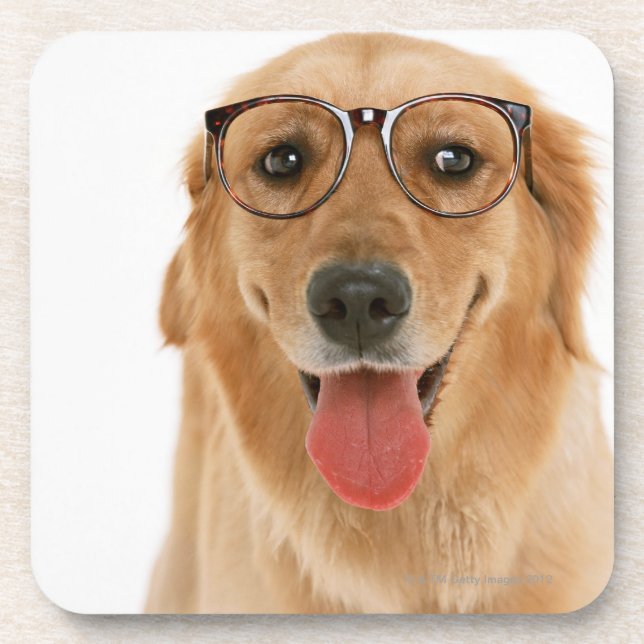 Golden Retriever 3 Coaster (Front)