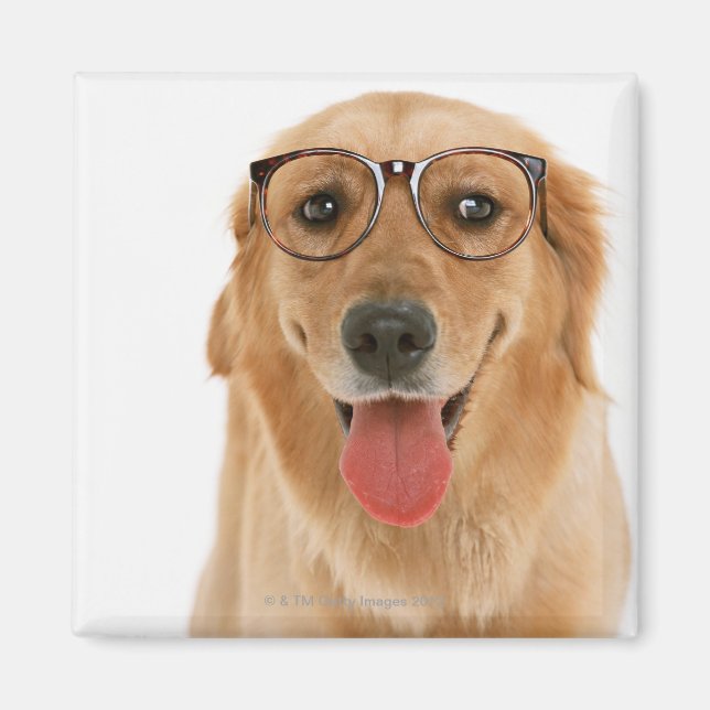Golden Retriever 3 Magnet (Front)