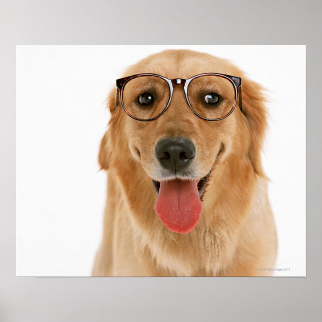 Golden Retriever 3 Poster (Front)