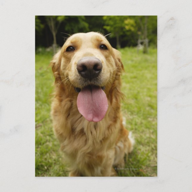 Golden Retriever 4 Postcard (Front)