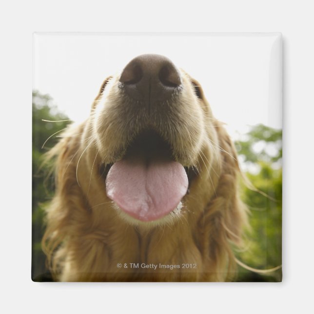 Golden Retriever 5 Magnet (Front)