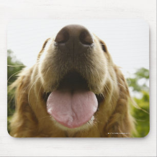 Golden Retriever 5 Mouse Pad
