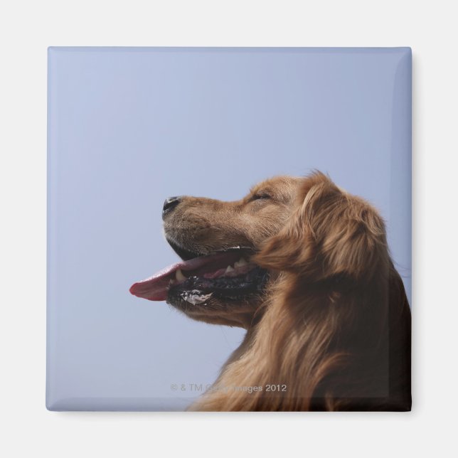 Golden Retriever 6 Magnet (Front)