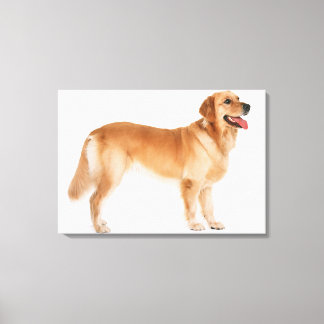 Golden Retriever 7 Canvas Print