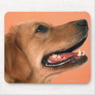 Golden Retriever 7 Mouse Pad
