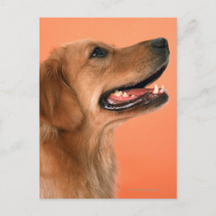 Golden Retriever 7 Postcard