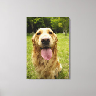 Golden Retriever 9 Canvas Print