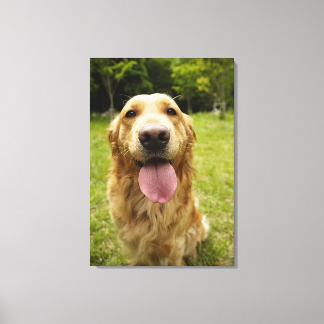 Golden Retriever 9 Canvas Print (Front)