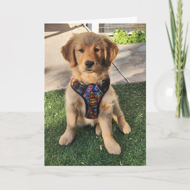 Golden Retriever all occasion card (Front)