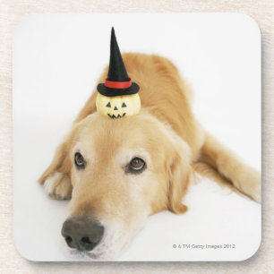 Golden retriever and ornament coaster