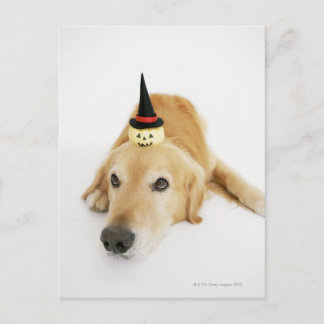 Golden retriever and ornament postcard