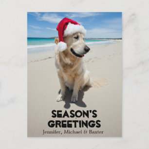 Golden Retriever at pristine beach Postcard