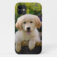 Golden Retriever Baby Dog Puppy Funny Pet Photo --