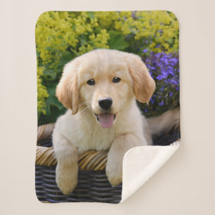Golden Retriever Baby Dog Puppy Funny Pet Photo Sherpa Blanket