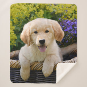 Golden Retriever Baby Dog Puppy Funny Pet Photo .. Sherpa Blanket