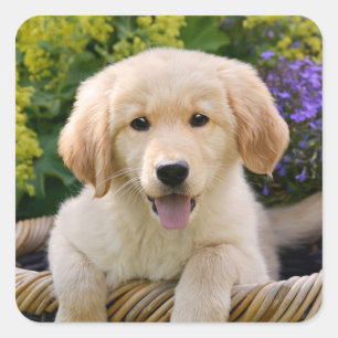 Golden Retriever Baby Dog Puppy Funny Pet Photo -- Square Sticker