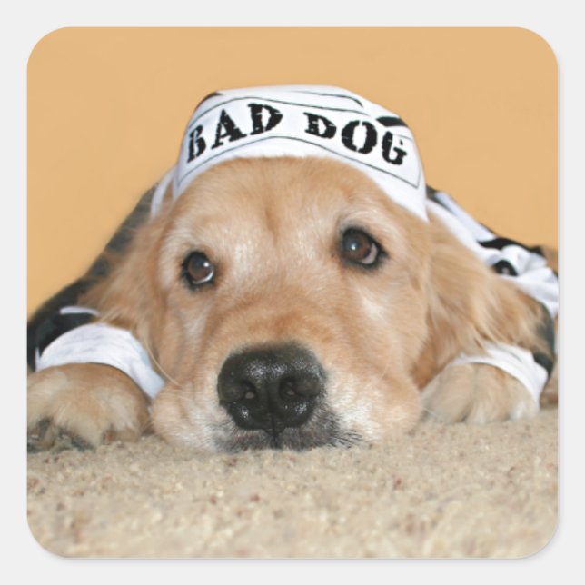 Golden Retriever Bad Dog Prisoner Square Sticker (Front)