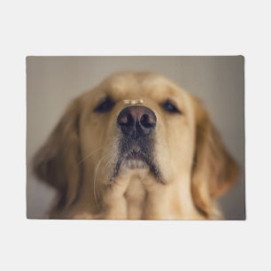 Golden Retriever Balancing Treat on Nose Doormat