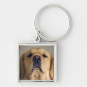 Golden Retriever Balancing Treat on Nose Key Ring