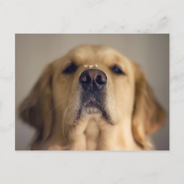 Golden Retriever Balancing Treat on Nose Postcard (Front)